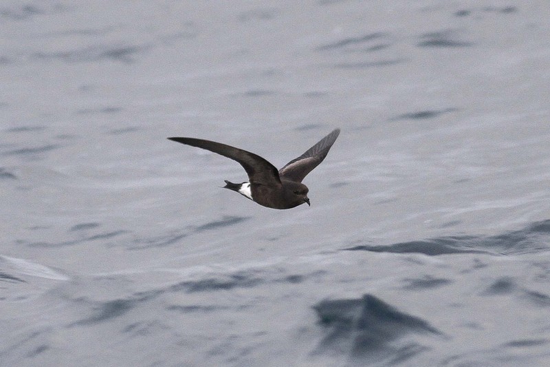 Wilson's Petrel