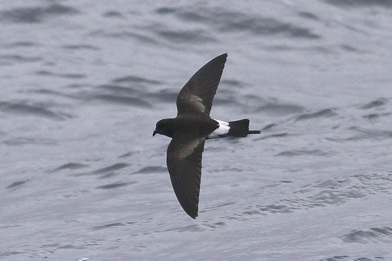 Wilson's Petrel