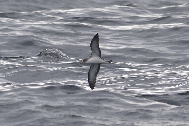 Cory's Shearwater