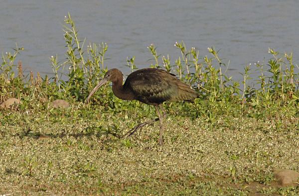 Glossy Ibis