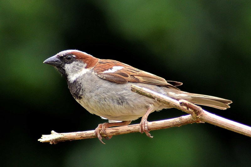 House Sparrow