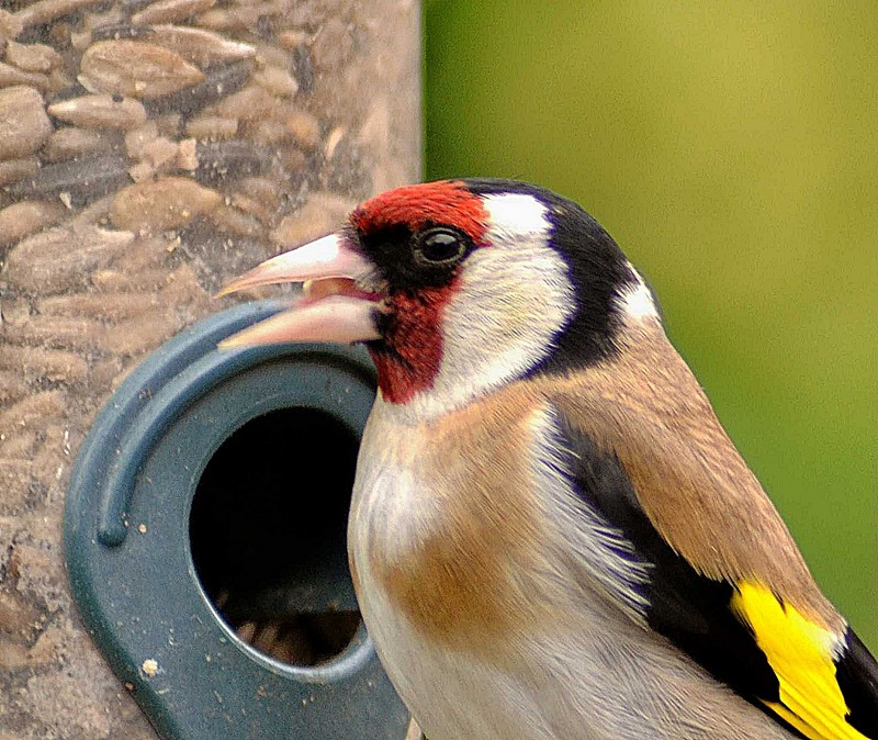 Goldfinch