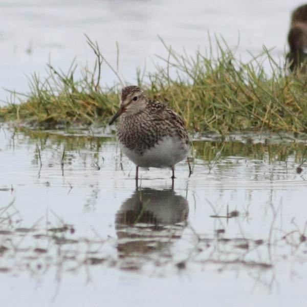 Pectoral Sandpiper