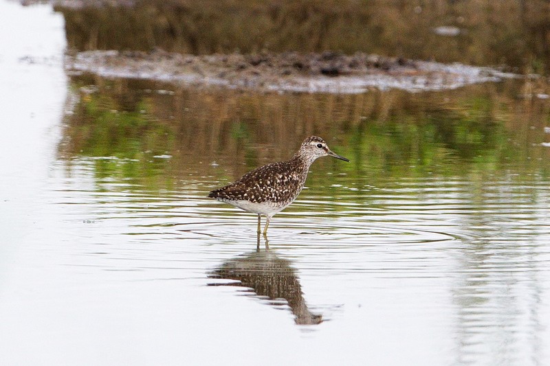Wood Sandpiper
