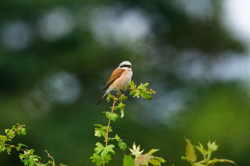 Red-backed Shrike