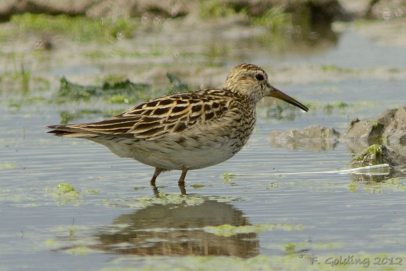 Pectoral Sandpiper