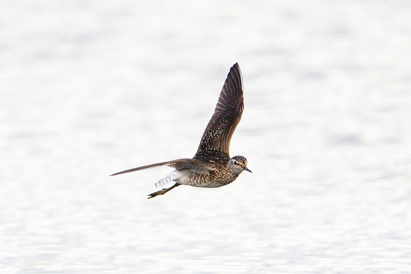 Wood Sandpiper
