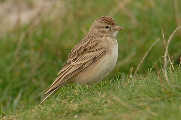 Short-toed Lark