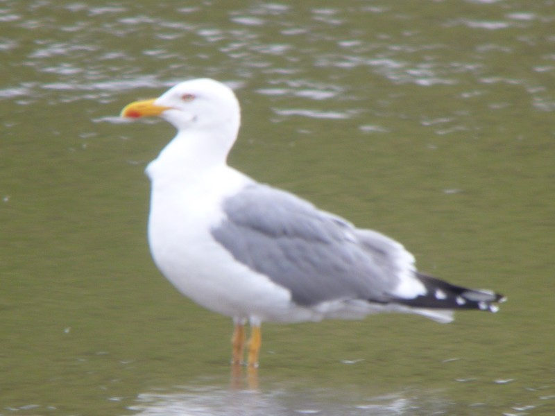 Yellow-legged Gull