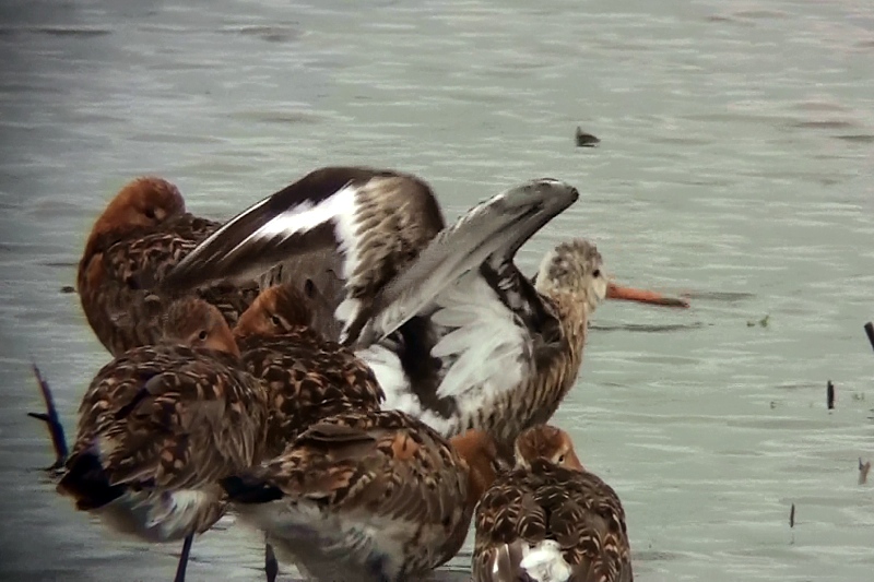 Black-tailed Godwit
