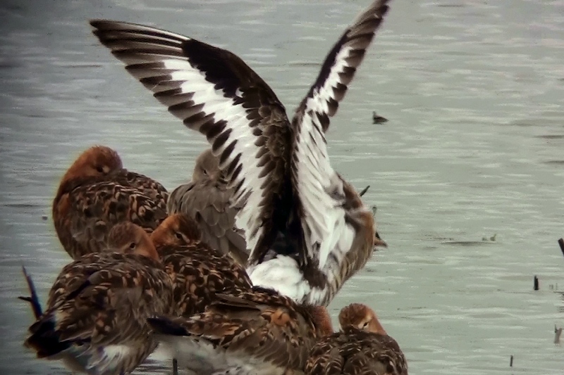 Black-tailed Godwit