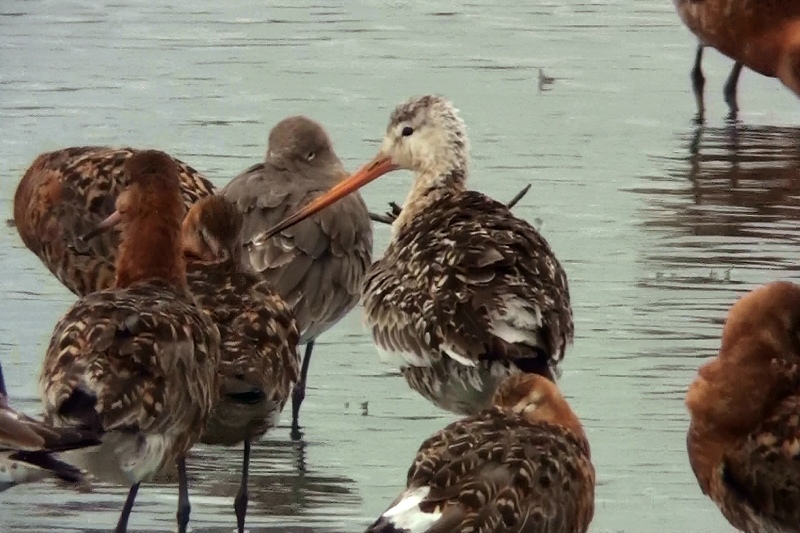Black-tailed Godwit