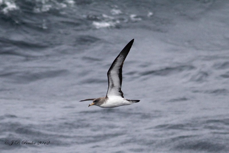 Cory's Shearwater