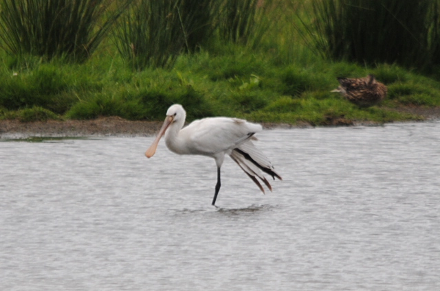 Spoonbill