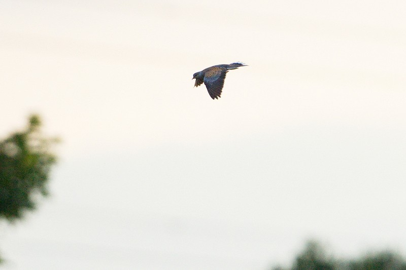 Turtle Dove