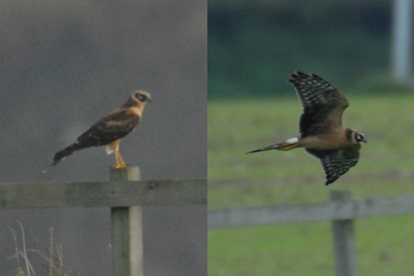 Pallid Harrier