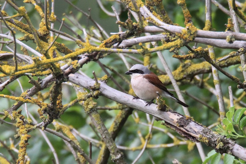 Red-backed Shrike