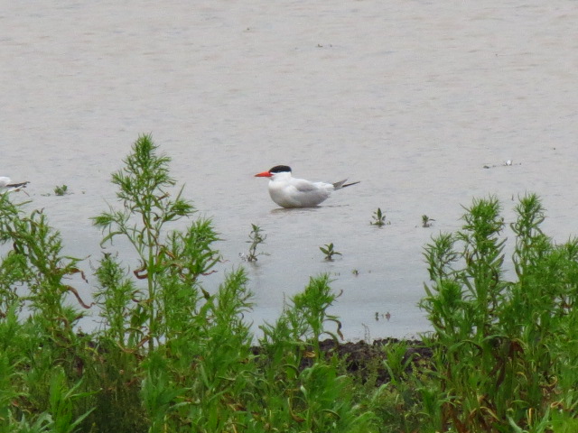 Caspian Tern