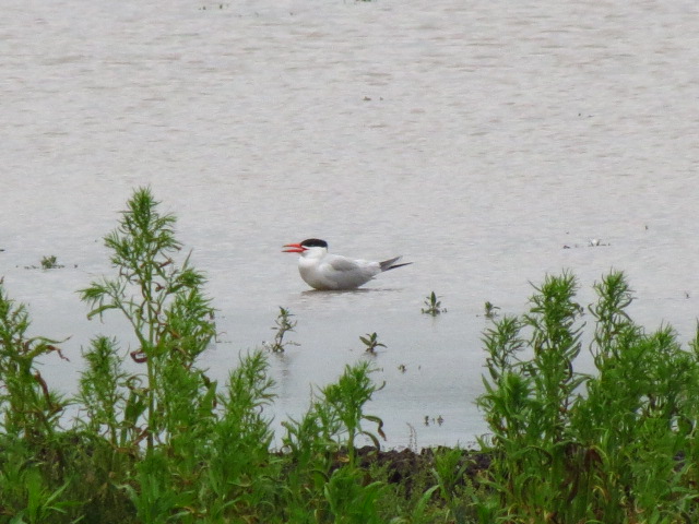 Caspian Tern
