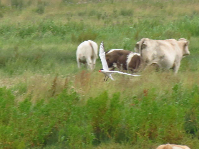 Caspian Tern