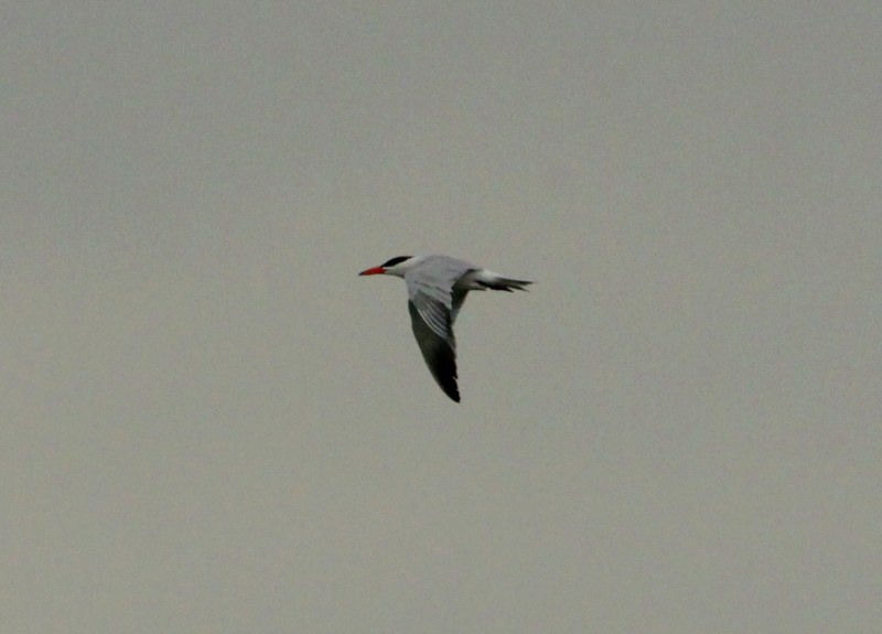 Caspian Tern