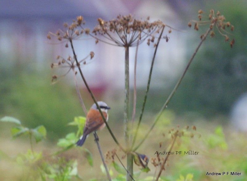 Red-backed Shrike