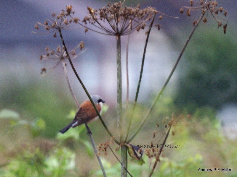 Red-backed Shrike