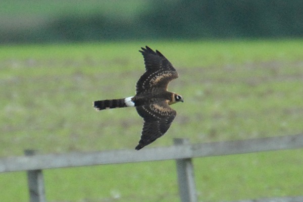 Pallid Harrier