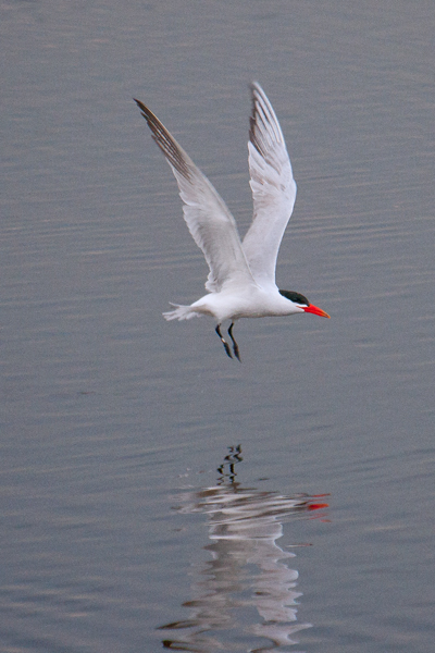 Caspian Tern