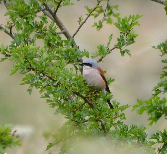 Red-backed Shrike