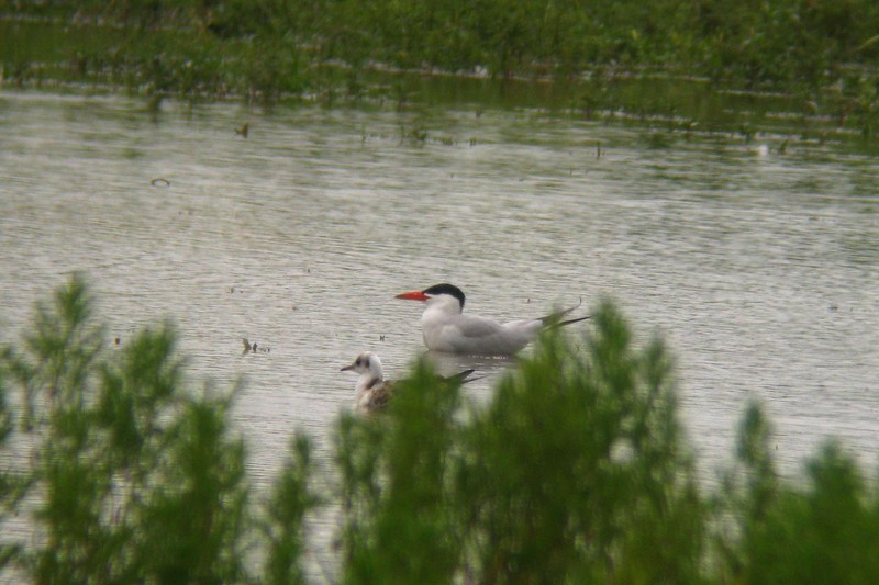 Caspian Tern