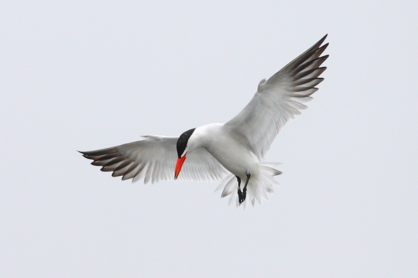 Caspian Tern