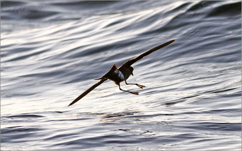 Wilson's Petrel