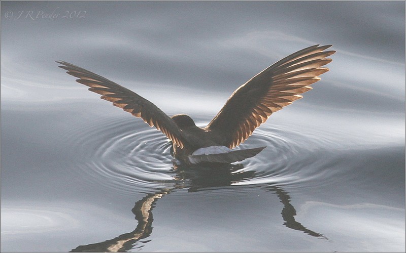 Storm Petrel