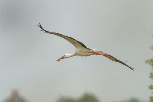 White Stork