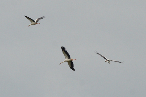 White Stork