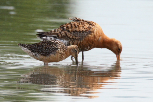 Long-billed Dowitcher
