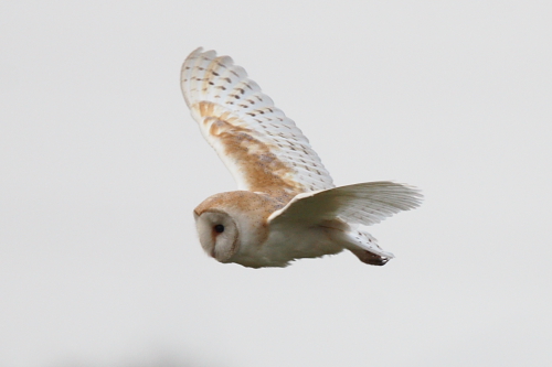 Barn Owl