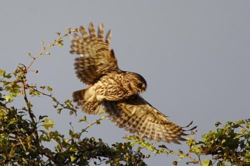 Little Owl