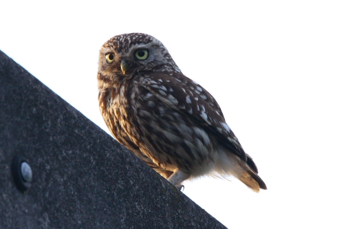Little Owl