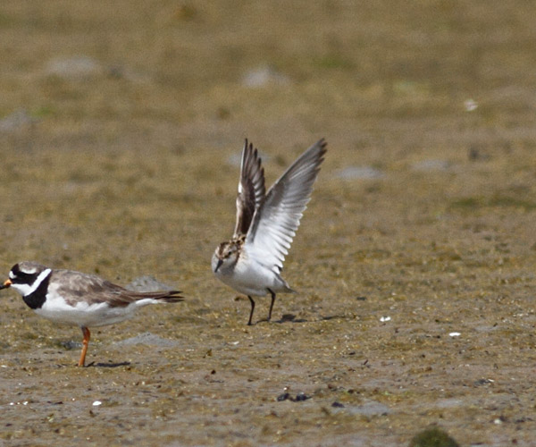 Little Stint