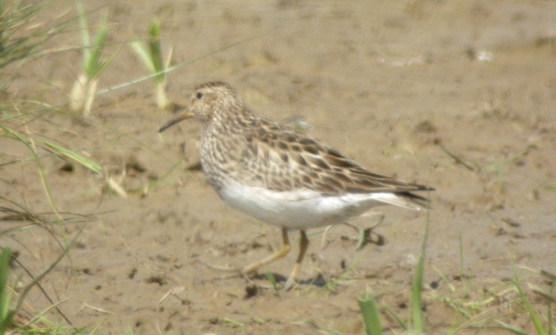 Pectoral Sandpiper