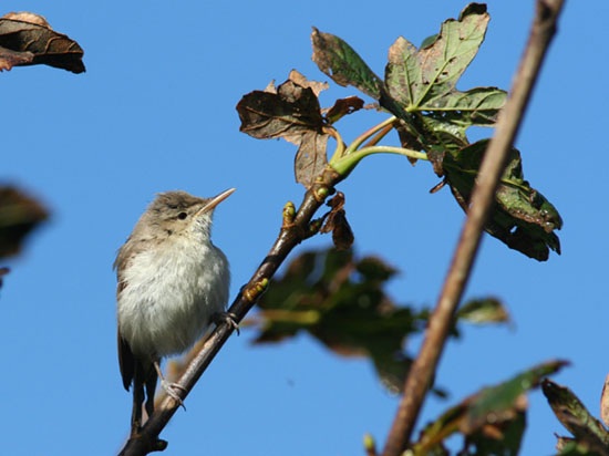 Eastern Olivaceous Warbler