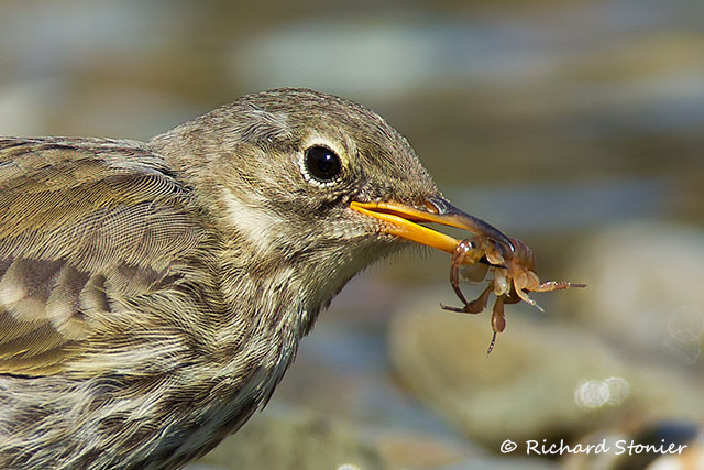 Rock Pipit