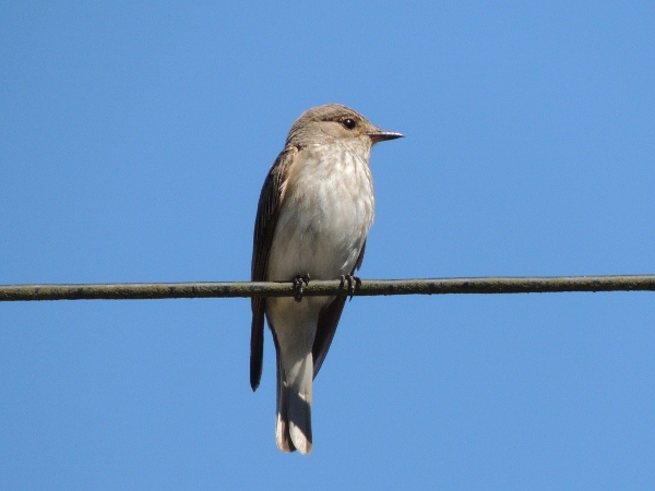 Spotted Flycatcher