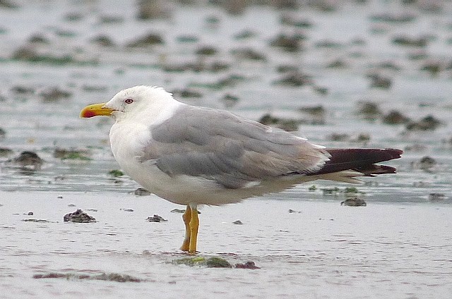 Yellow-legged Gull