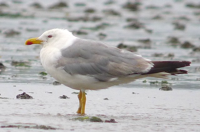 Yellow-legged Gull