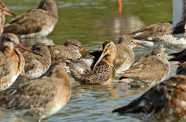 Long-billed Dowitcher
