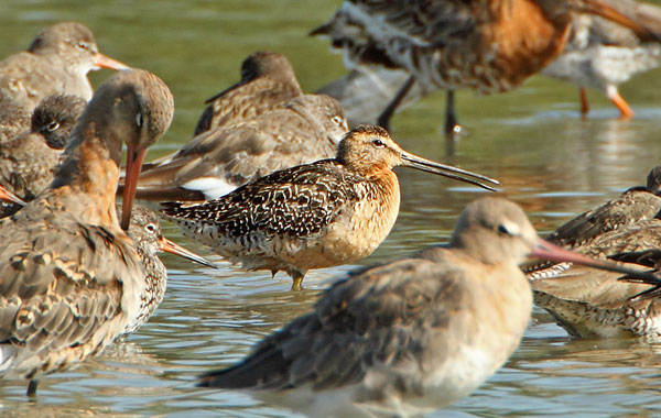 Long-billed Dowitcher
