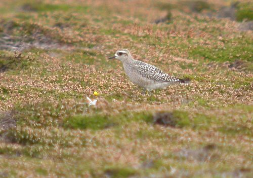 American Golden Plover